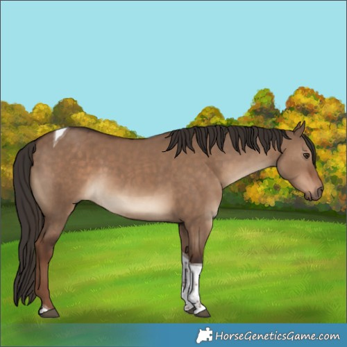 Horse Color:Liver Red Dun Tobiano 