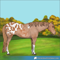 Horse Color:Chestnut Tobiano Appaloosa 