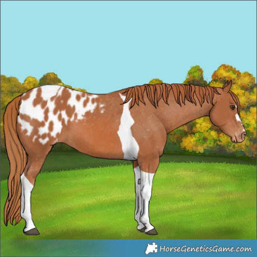 Horse Color:Chestnut Tobiano Appaloosa 