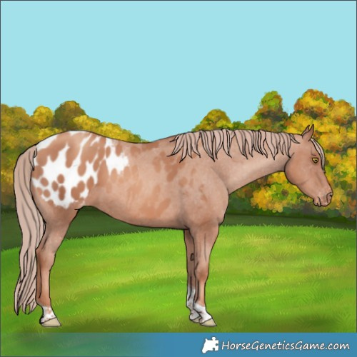 Horse Color:Gold Champagne Tobiano Appaloosa 
