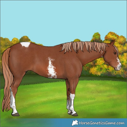 Horse Color:Chestnut Sabino Tobiano 