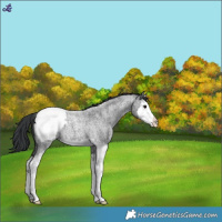 Horse Color:Blue Roan Splash Snowcap 
