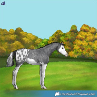 Horse Color:Blue Roan Splash Blanket 