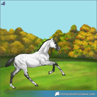 Horse Color:Blue Roan Near Fewspot 
