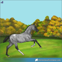 Horse Color:Blue Roan Snowflake Varnish