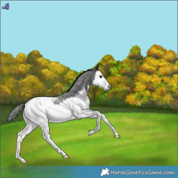 Horse Color:Blue Roan Splash Snowcap Rabicano 