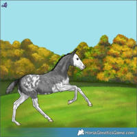 Horse Color:Blue Roan Splash Blanket
