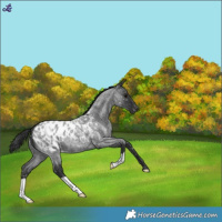 Horse Color:Blue Roan Near Leopard 
