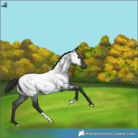 Horse Color:Blue Roan Near Fewspot