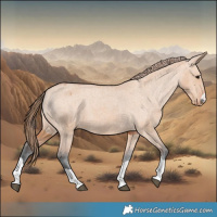 Horse Color:Bay Dun Appaloosa 