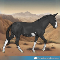 Horse Color:Black Appaloosa 