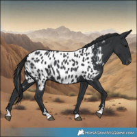 Horse Color:Black Near Leopard 
