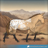 Horse Color:Buckskin Dun Blanket 