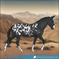 Horse Color:Black Blanket 
