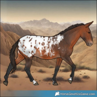 Horse Color:Bay Blanket 