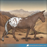 Horse Color:Silver Black Appaloosa 