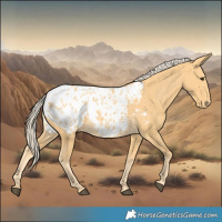 Horse Color:Palomino Appaloosa 