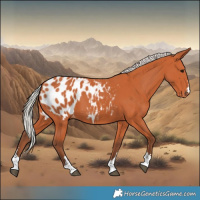 Horse Color:Silver Bay Blanket 