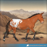 Horse Color:Bay Appaloosa 