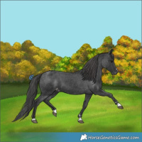 Horse Color:Black Appaloosa 