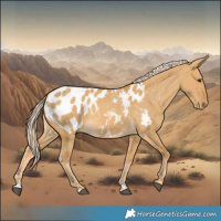 Horse Color:Palomino Dun Blanket 