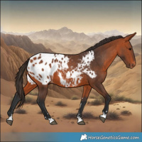 Horse Color:Bay Blanket 