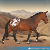 Horse Color:Bay Blanket 