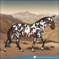 Horse Color:Brown Appaloosa 