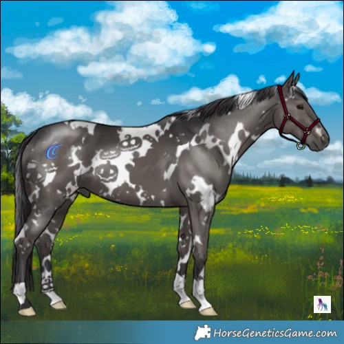 Horse Color:White Spotted Smoky Black 