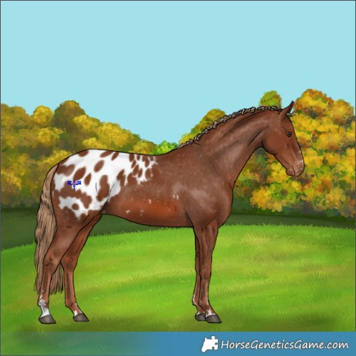 Horse Color:Chestnut Appaloosa 