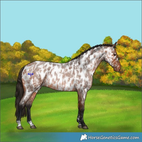 Horse Color:Bay Roan Appaloosa and Gray Bay Roan Appaloosa