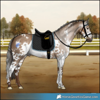 Horse Color:Gray White Spotted Liver Red Dun Splash