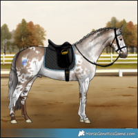 Horse Color:Gray White Spotted Liver Red Dun Splash 