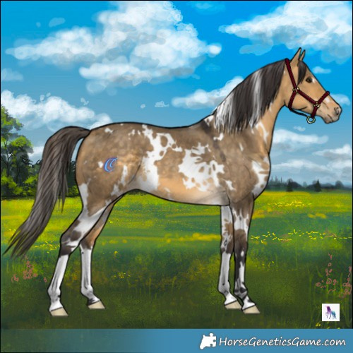 Horse Color:White Spotted Buckskin Dun 