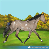Horse Color:White Spotted Bay Dun Rabicano