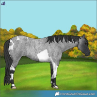 Horse Color:Blue Roan Tobiano Rabicano 