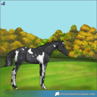 Horse Color:Black Tobiano Rabicano 