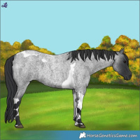 Horse Color:Blue Roan Tobiano 