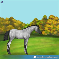Horse Color:Blue Roan Tobiano Rabicano 