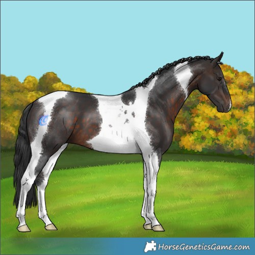 Horse Color:Brown Tobiano 