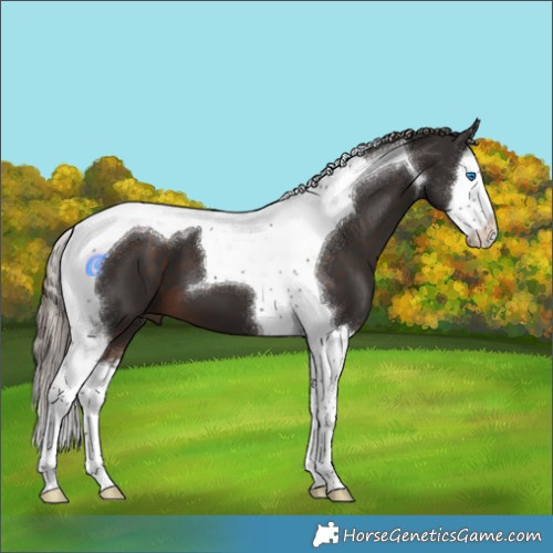 Horse Color:Liver Chestnut Splash Tobiano 