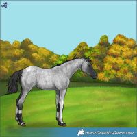 Horse Color:Blue Roan Tobiano 