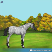 Horse Color:Blue Roan Tobiano 