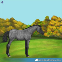 Horse Color:Blue Roan 