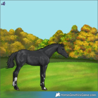 Horse Color:Black Tobiano Rabicano 