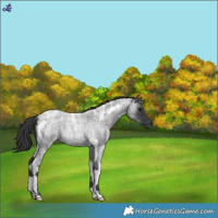 Horse Color:Blue Roan Tobiano 