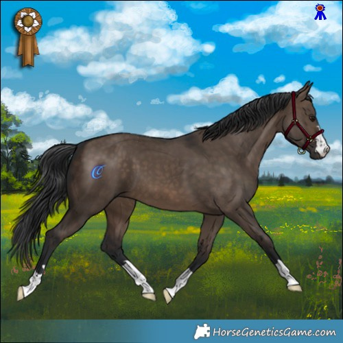 Horse Color:Brown Dun 
