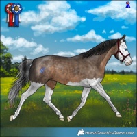 Horse Color:Brown Dun Splash Brindle 