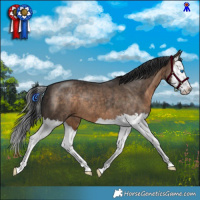 Horse Color:Brown Dun Splash Brindle