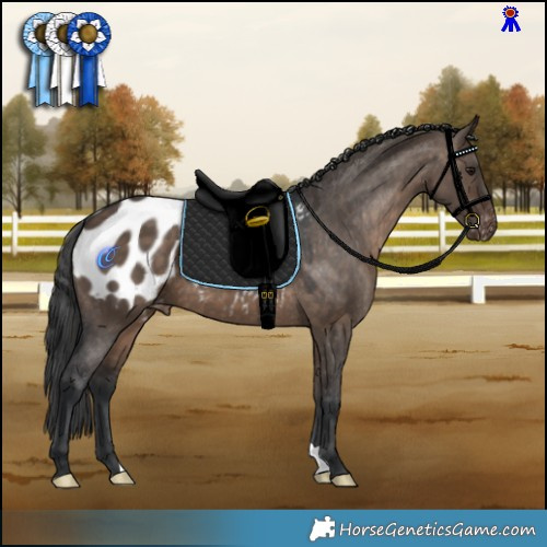 Horse Color:Brown Dun Appaloosa 